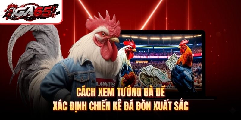 Cách xem tướng gà để xác định chiến kê đá đòn xuất sắc